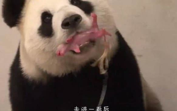 狗狗身上的黑點(diǎn)是跳蚤嗎