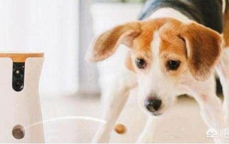 棉花面紗犬哪里有賣