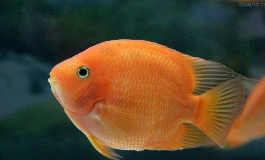 用河水養觀賞魚可以嗎