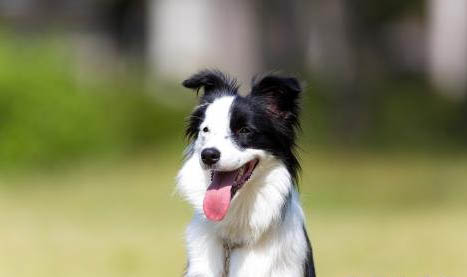 隕石邊境牧羊犬多少錢一只