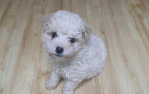 比熊犬懷孕了吃什么比較好
