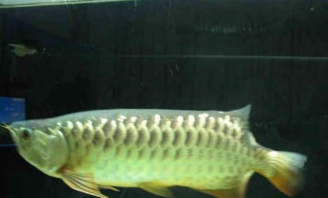 金龍魚多少錢一條？名貴觀賞魚果然不便宜！