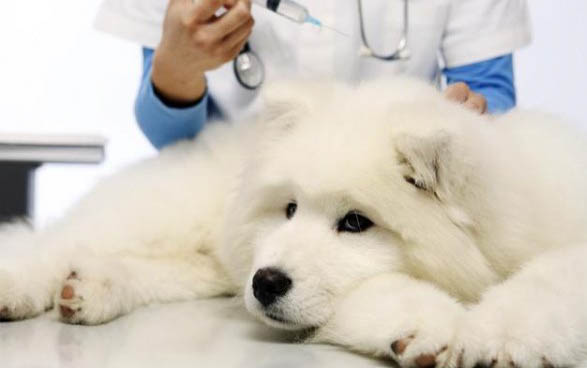 狗狗窩咳是什么原因引起的