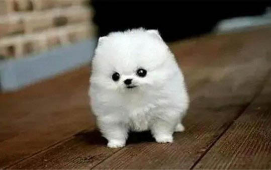 哪里有賣茶杯犬
