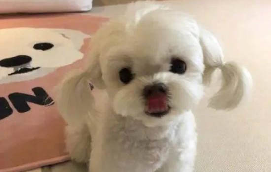 狗狗能吃米飯嗎
