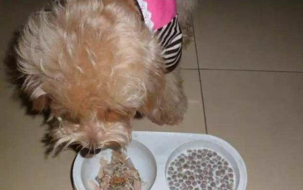 狗糧搭配什么狗狗愛吃