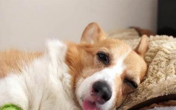 狗狗狂犬疫苗在哪里打?