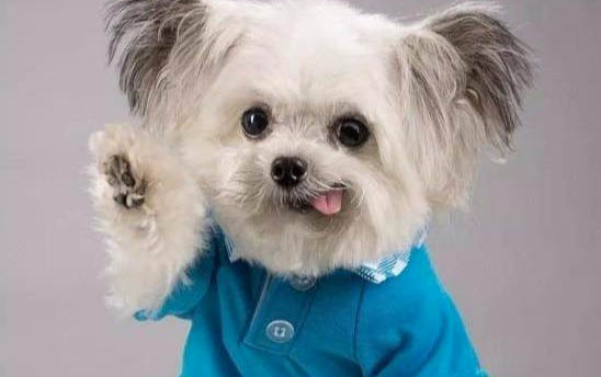 狗狗能吃貓糧不