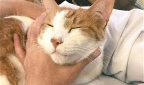 如何擼貓