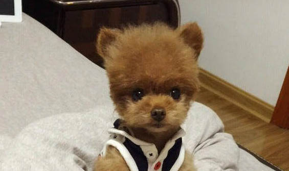 狗狗中暑一般有什么癥狀表現