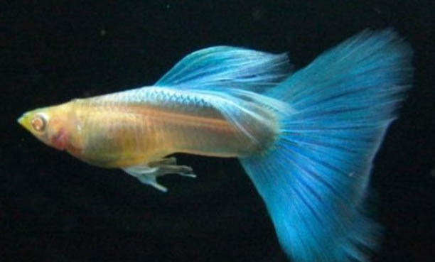 孔雀魚缸里適合養什么水草