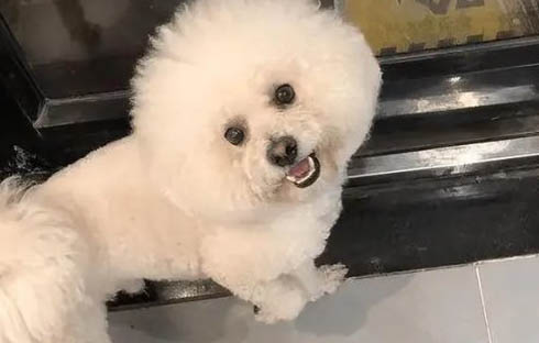 比熊和泰迪哪個貴，一般泰迪要比比熊更貴些