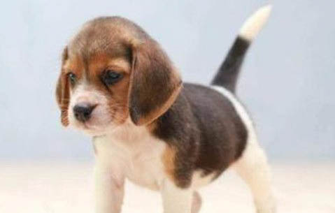 比格犬與巴吉度犬的區別