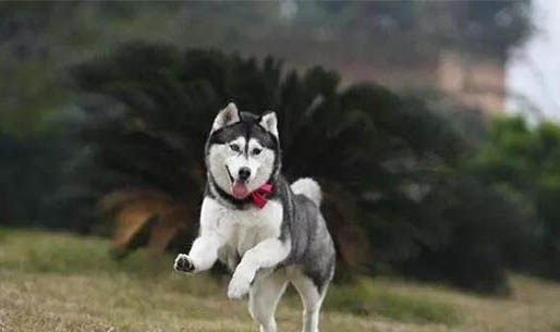 狗狗手術(shù)后回家需要怎樣護理