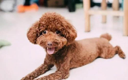 泰迪犬怎么美容