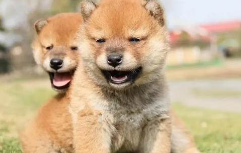 聰明的雌柴犬都吃什么