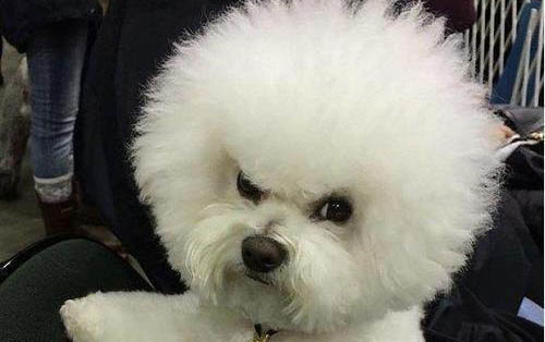 棉花面紗犬哪里有賣