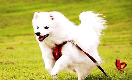 銀狐犬能活多少年