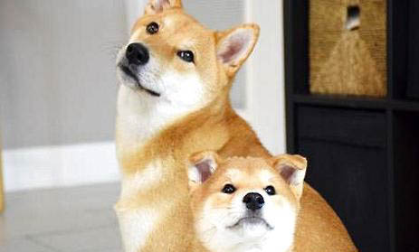 狗狗懷孕能吃蝦嗎