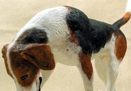 美國獵狐犬眼睛有眼屎是什么原因引起的