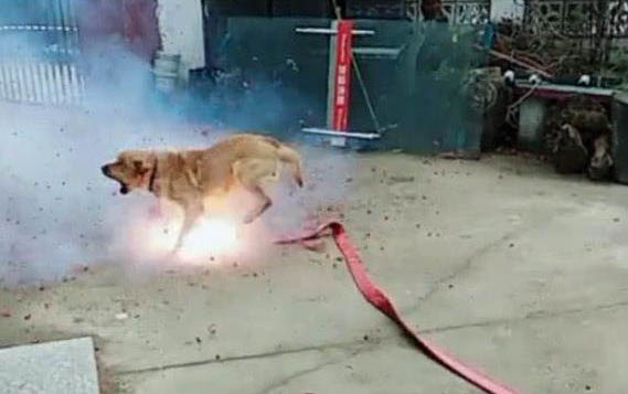 狗可以吃李子嗎