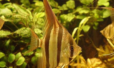 如何給觀賞魚從活餌轉(zhuǎn)換為飼料