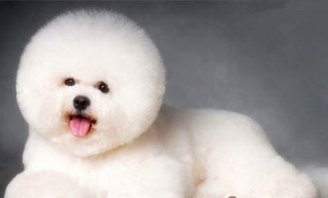 狗的年齡一般能活多久