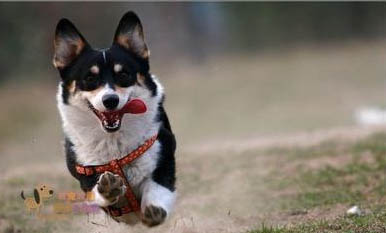 巴吉度犬是哪個國家犬