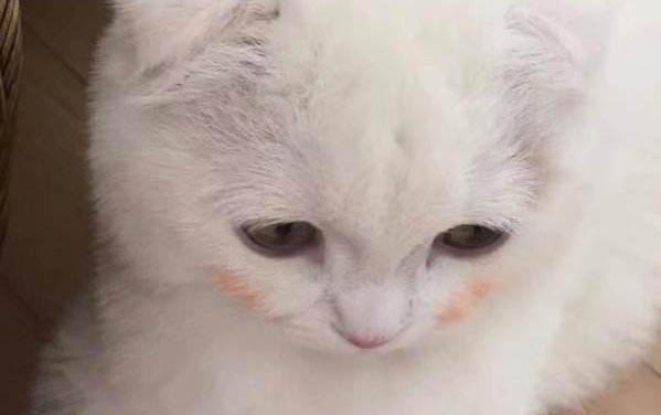 三個月貓吃多少罐頭