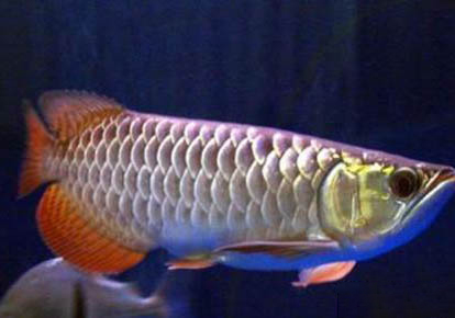 孔雀魚繁殖注意事項有哪些