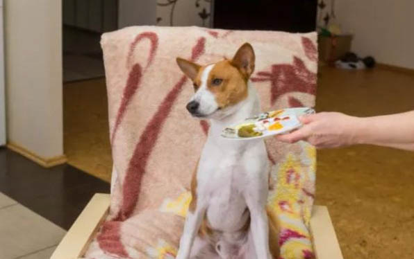 如何與狗狗相處愉快