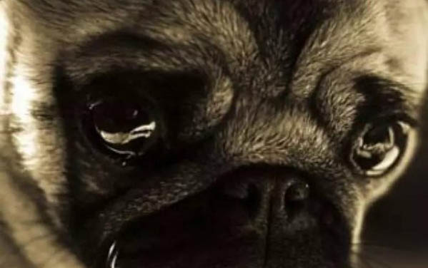 狗狗能不能喝純牛奶