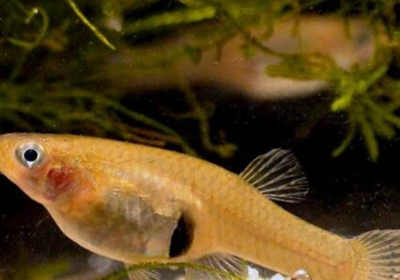 哪種熱帶魚耐低溫