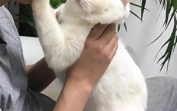 貓咪瞳孔變黃色正常嗎