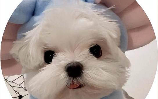 狗感冒可以吃人吃的感冒藥嗎？