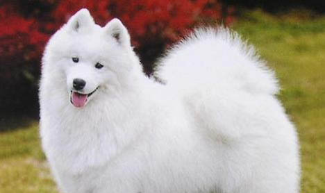 薩摩耶犬鼻子干干的,是不是要生病了?