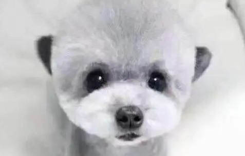 泰迪大便軟還有點粘地還臭