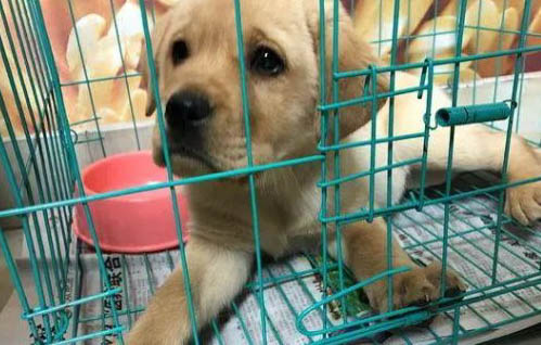 狗鼻子角質(zhì)是什么原因