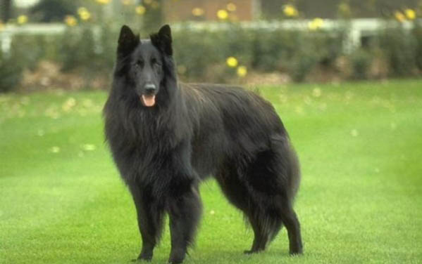 狼狗能繁育育育后代嗎