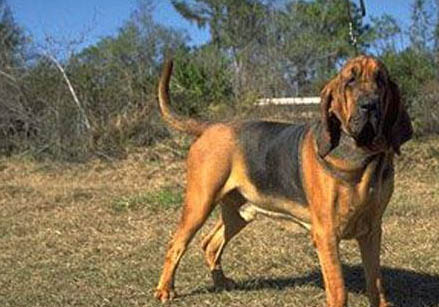 尋血獵犬嘔吐不吃東西的原因及處理方法