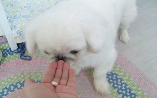 想讓狗狗生小狗要怎么做