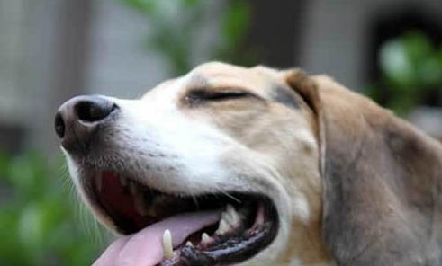 怎么判斷幼犬是否吃飽