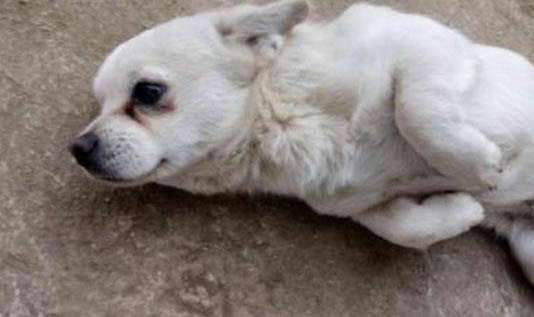 狗狗眼睛睜不開了怎么辦