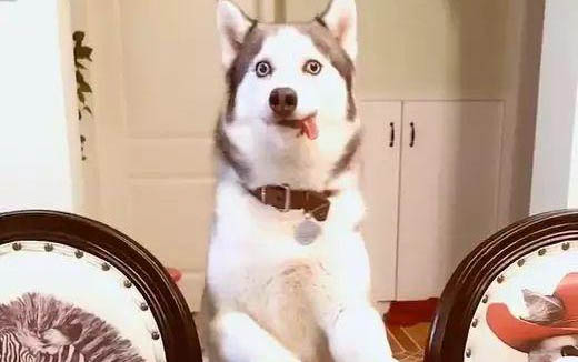 狗狗嘔吐不吃東西沒精神吃什么藥