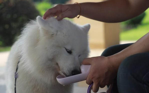 狗狗懷孕拉肚子怎么辦