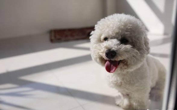 狗狗感冒不吃藥能好嗎?
