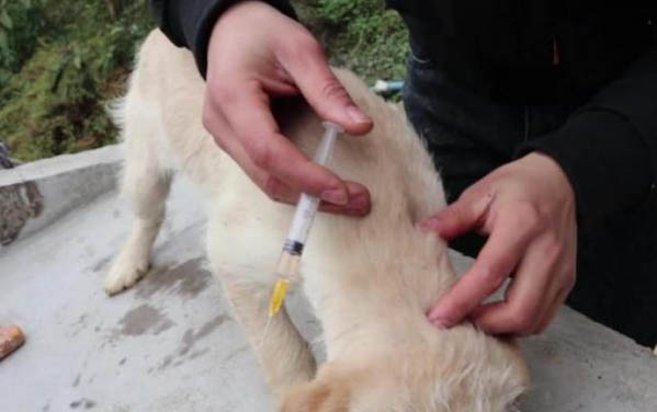 狗狗一套疫苗多少錢