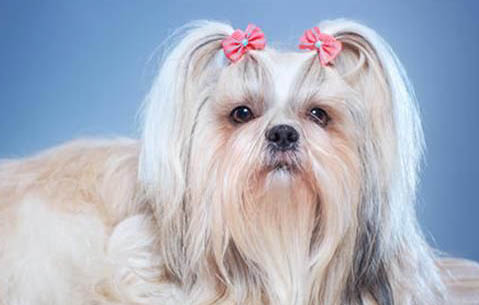 怎么辨別西施犬懷孕了