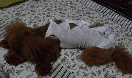 狗狗犬瘟臨死前的征兆
