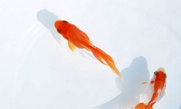 鱘龍魚怎么養才不會死